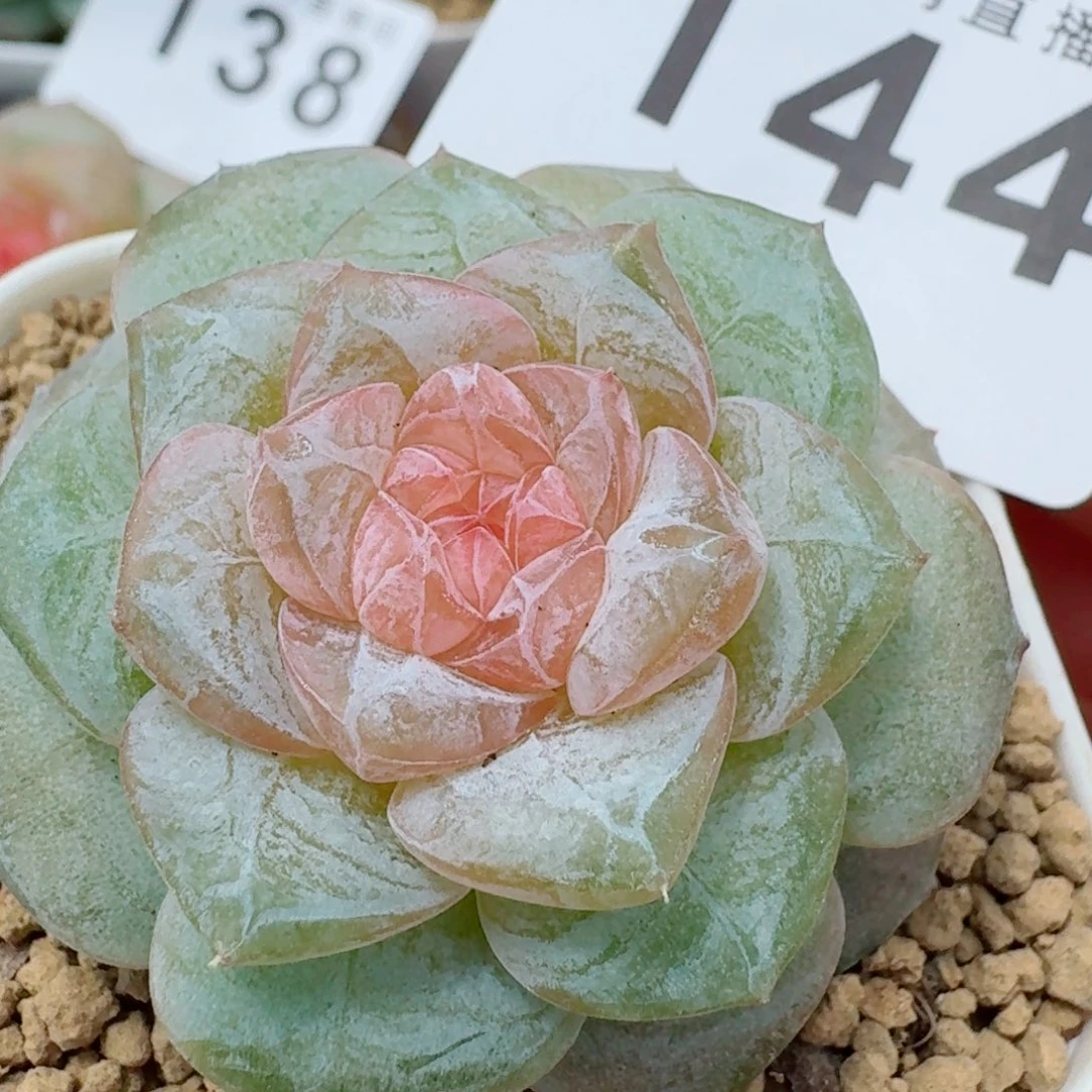 软糖优选            精美多肉植物