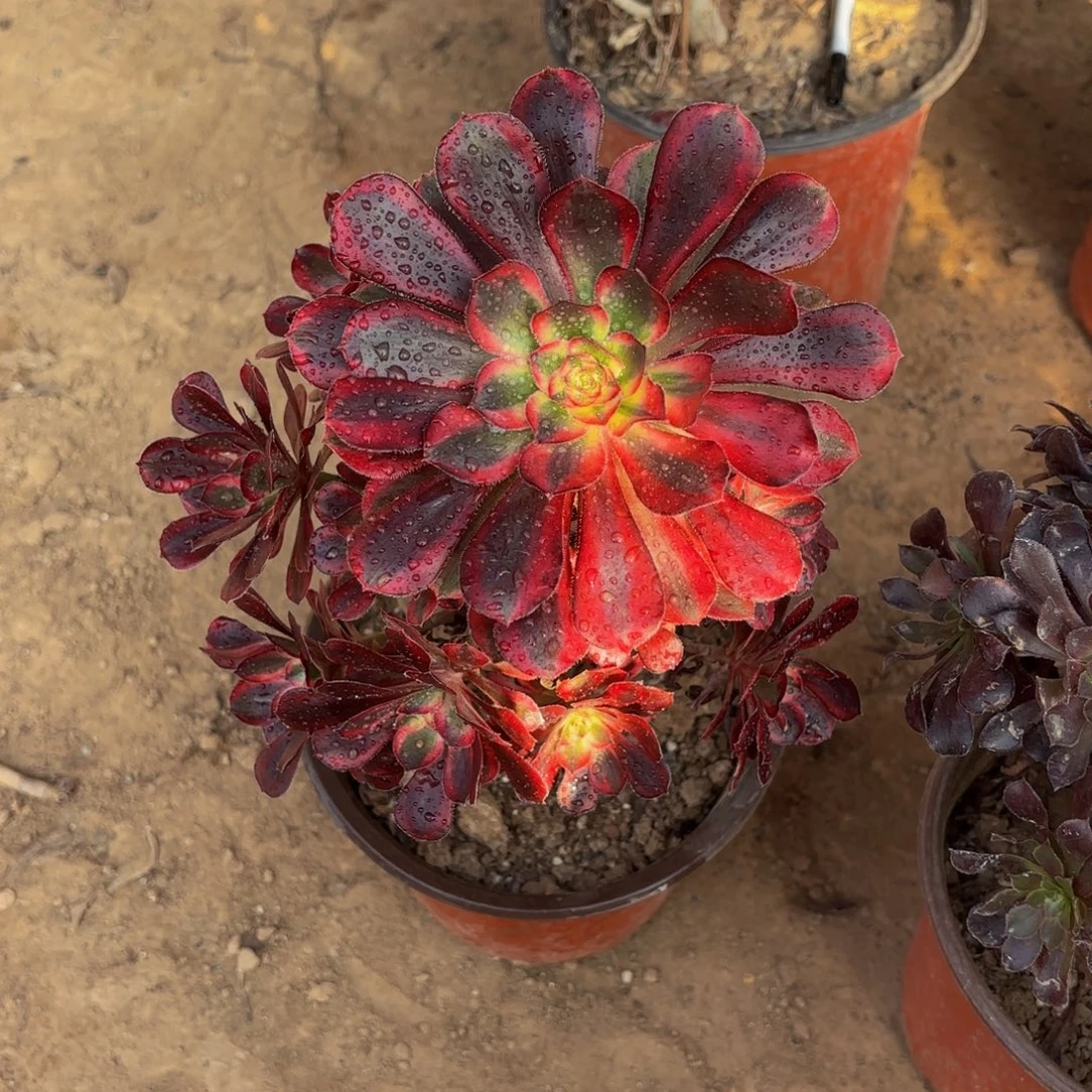 香奈儿9.9木质老桩