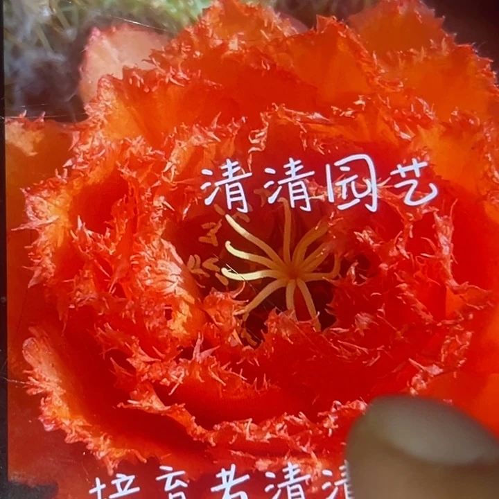 清清爱媛侧牙有礼品瑕疵黑点