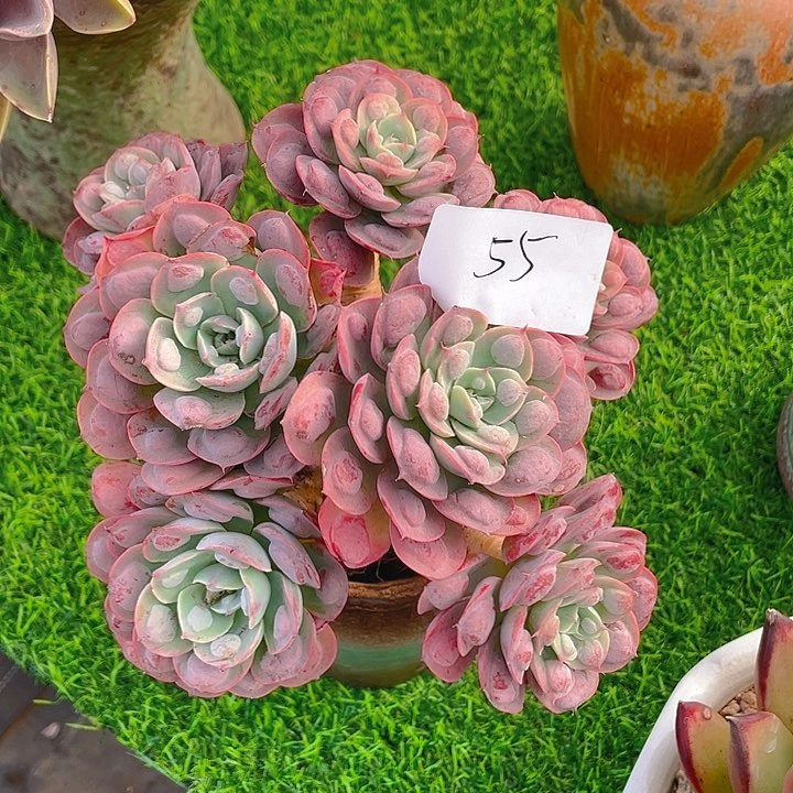 威****店谢谢你的支持000000055