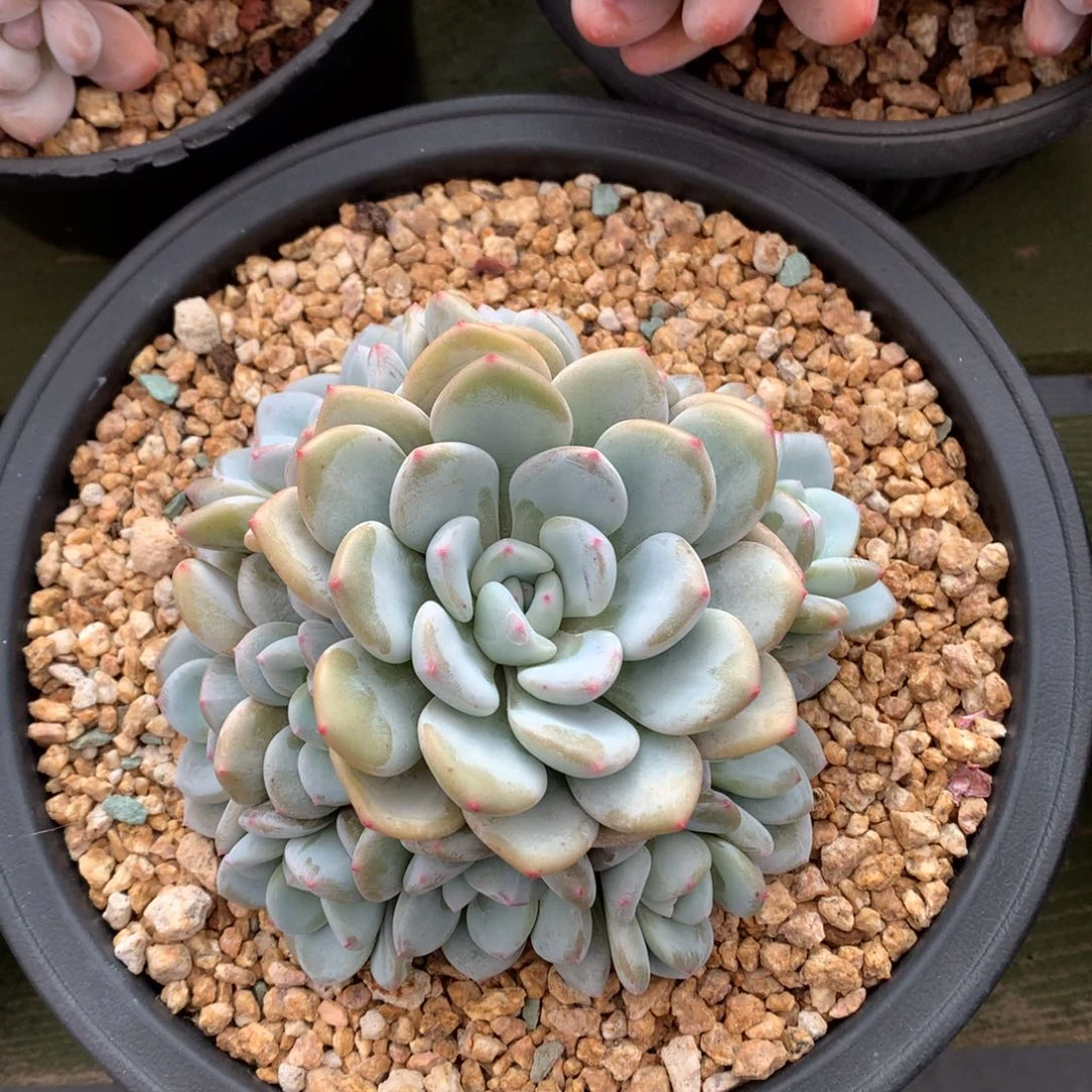 我们家的小姐姐们