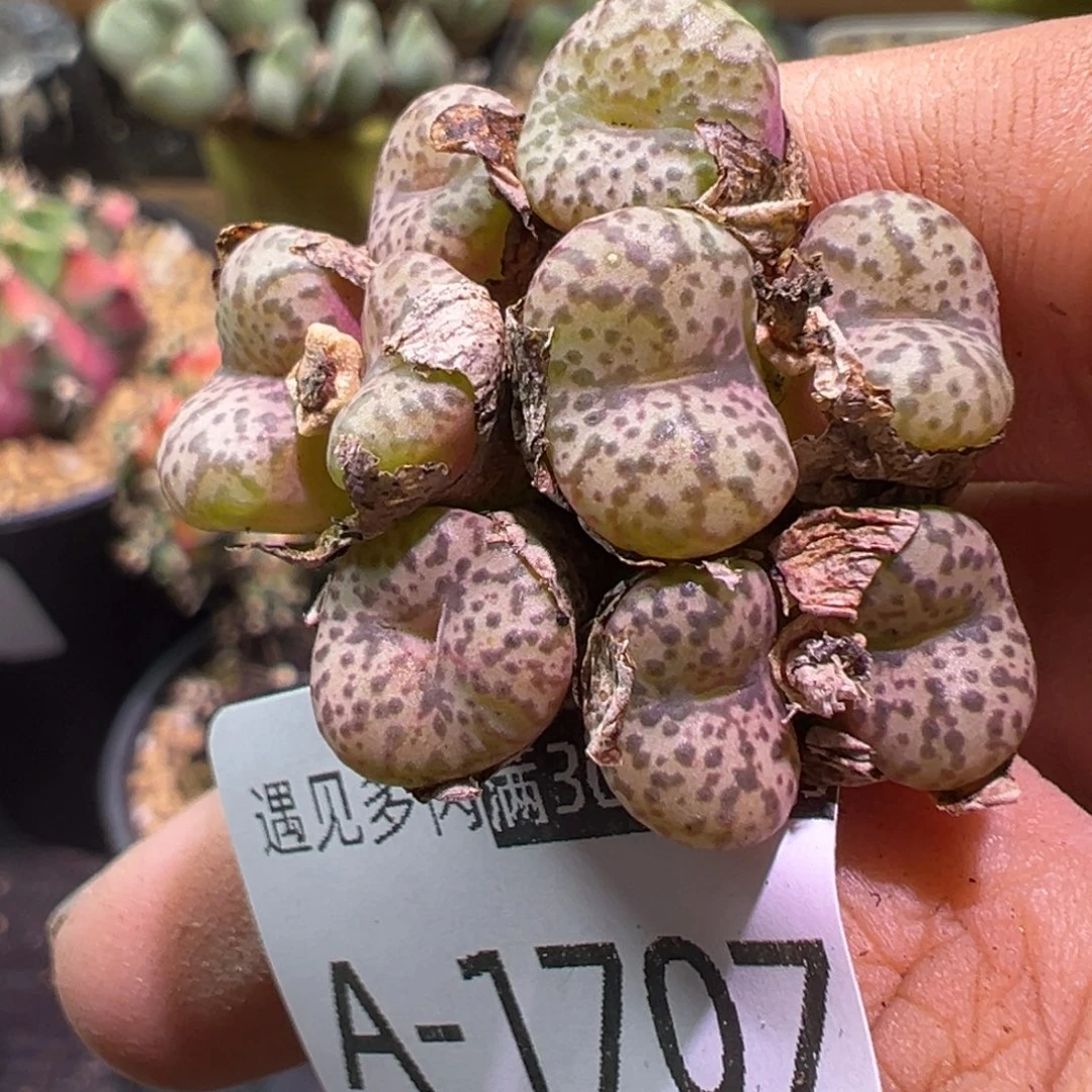 多肉植物111111111111