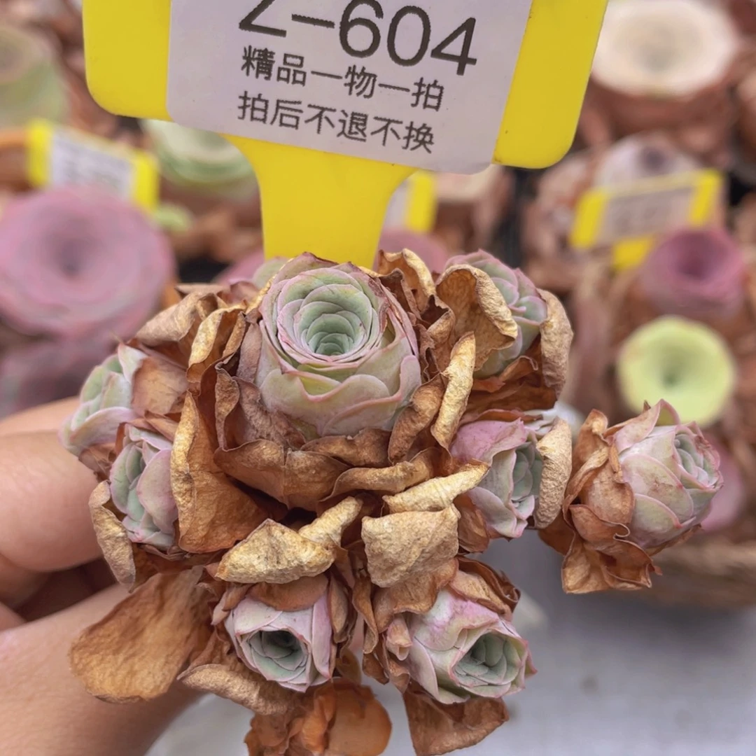 山地玫瑰Z604断枝不包损不售后