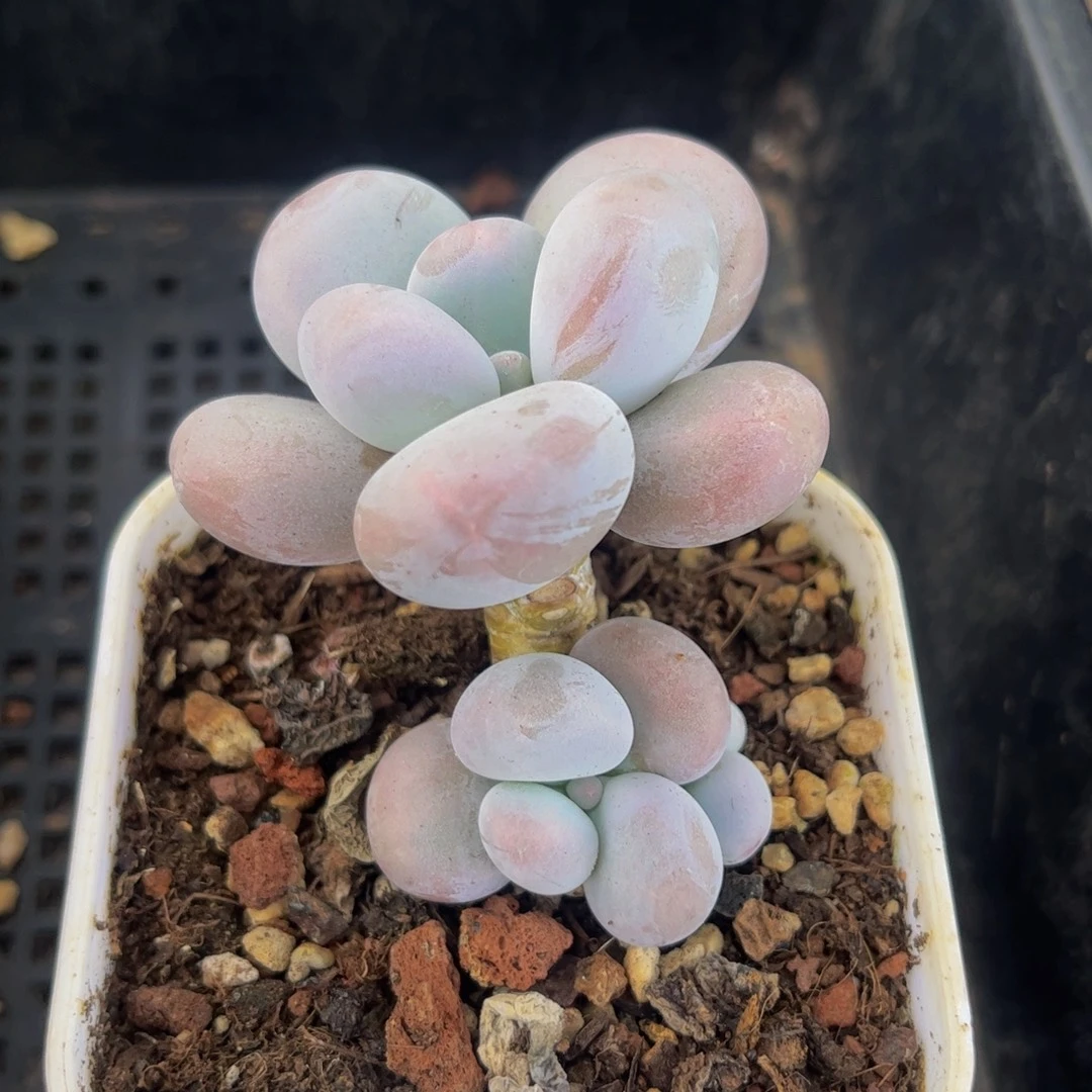 348-原始奶多肉6cm