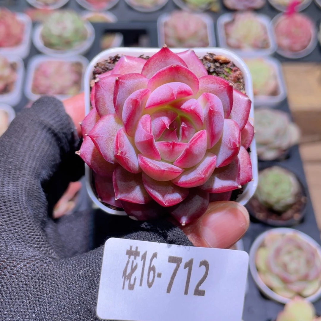 花利美16-712女王