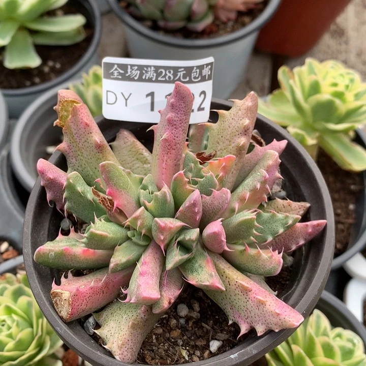 四海波锦锦多肉植物