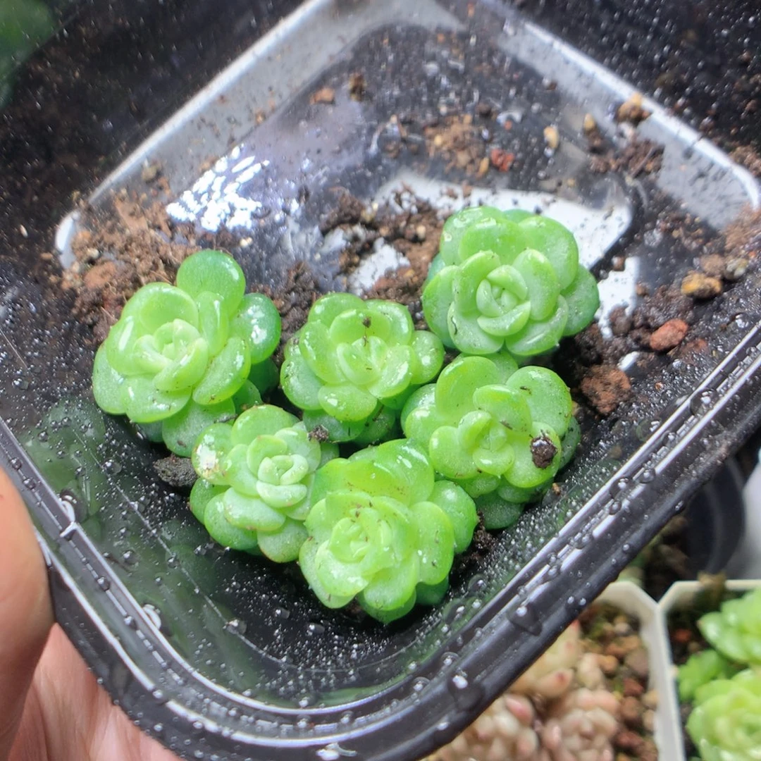 无花朵Q42 灯泡6颗量拍yyy