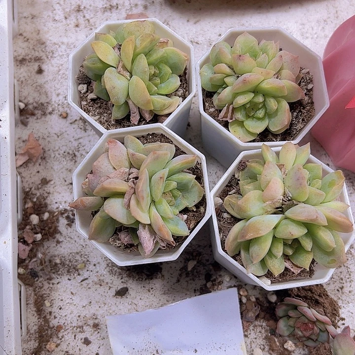 梦换泡影群19包邮多肉植物