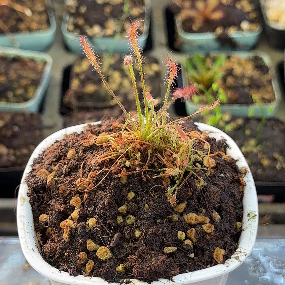 完全开放艳红茅膏菜