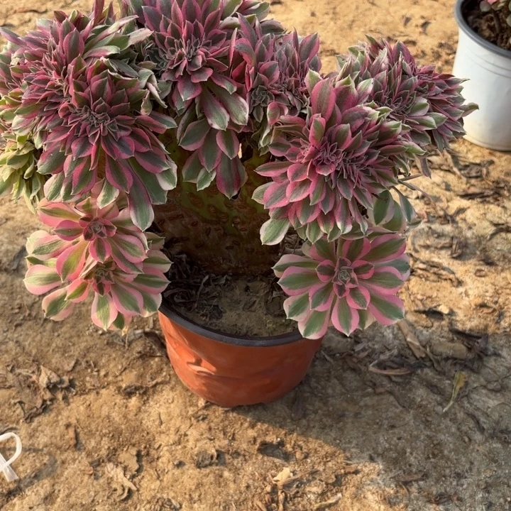 多肉植物红绣缀13