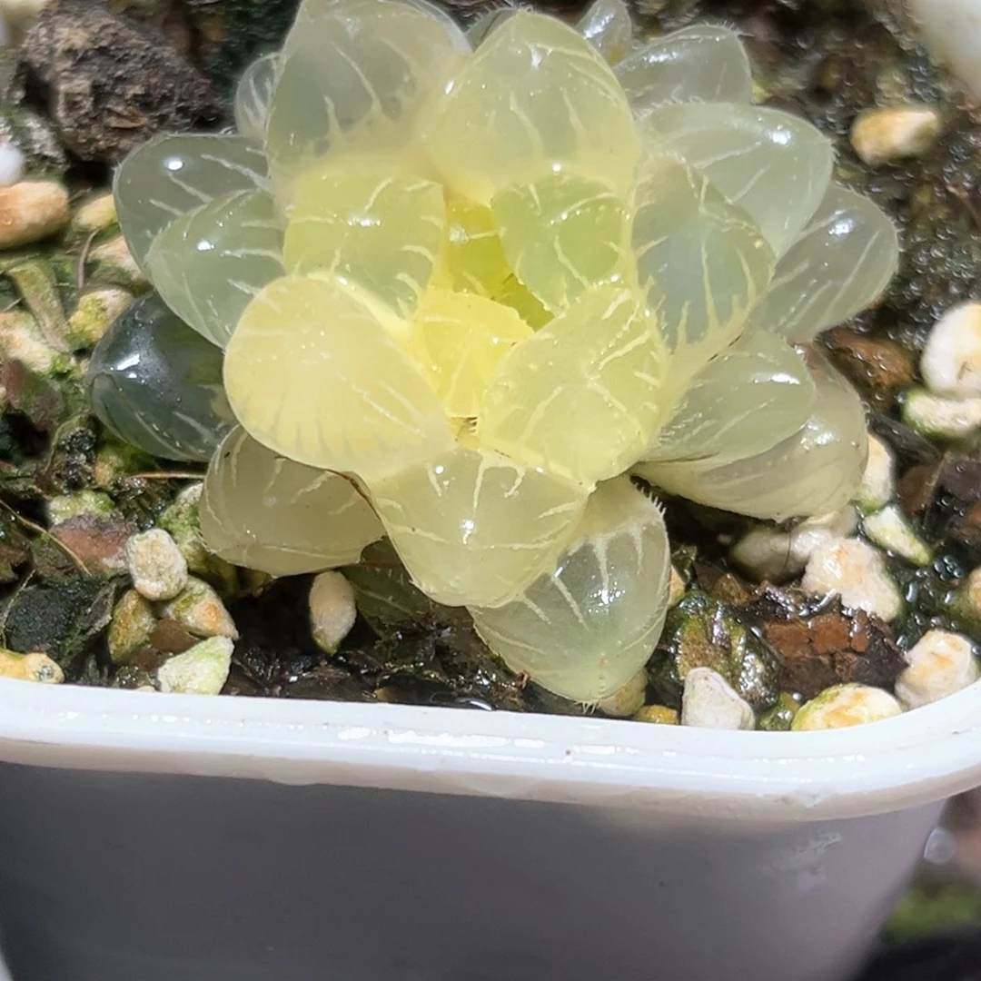 恭喜发财大吉大利5329