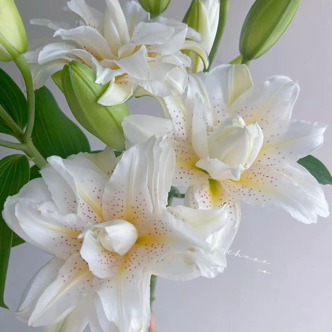 源头精选 白拉菲重瓣百合 一单也是批发价 包邮送货上门