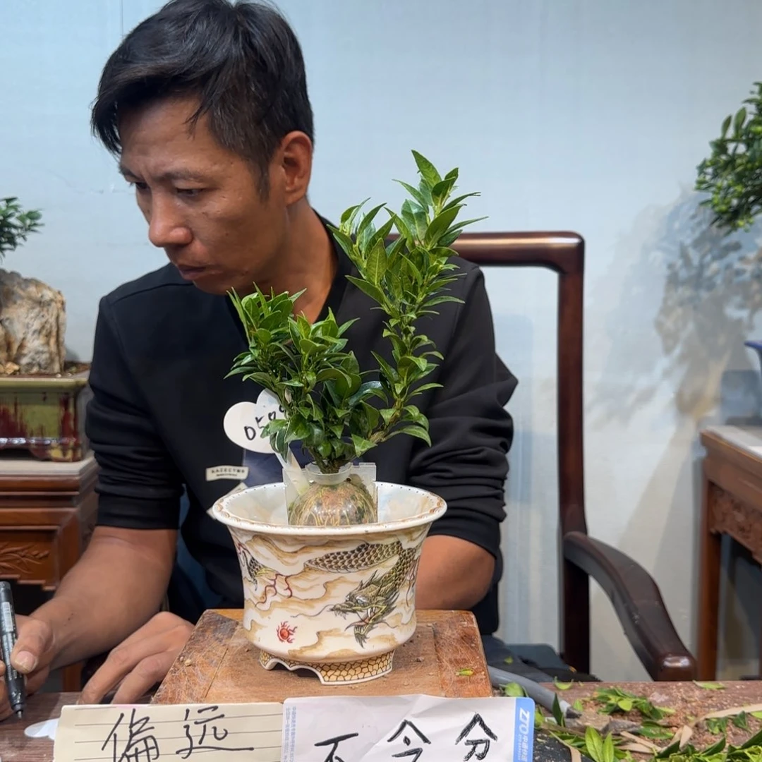当前无花朵，栽培后可花朵江****组