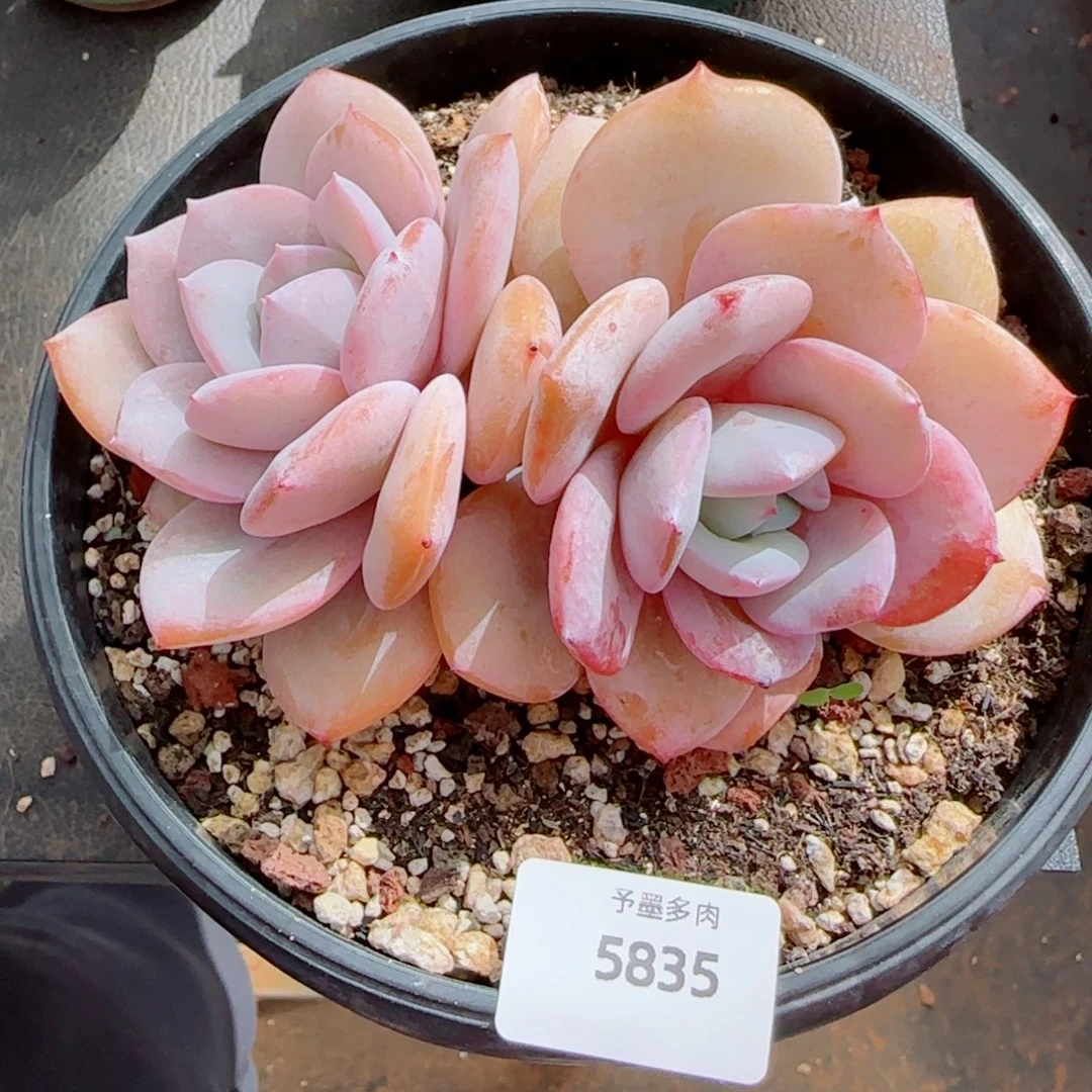 奶茶无砍，5835多肉