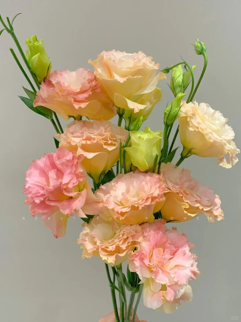 「曼曼」洋桔梗香槟色1扎(600克） 鲜花任意满两单包邮拒收不售后