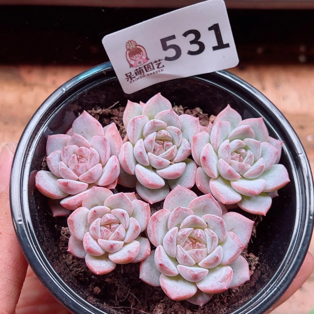多肉植物多肉植物