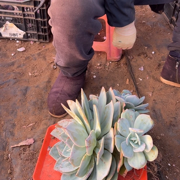 A***a地栽瑕疵白凤群生叶片被螺蛳吃一点（不售后）