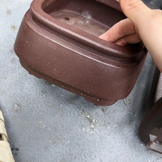 送***糖紫砂花盆里都藏满花