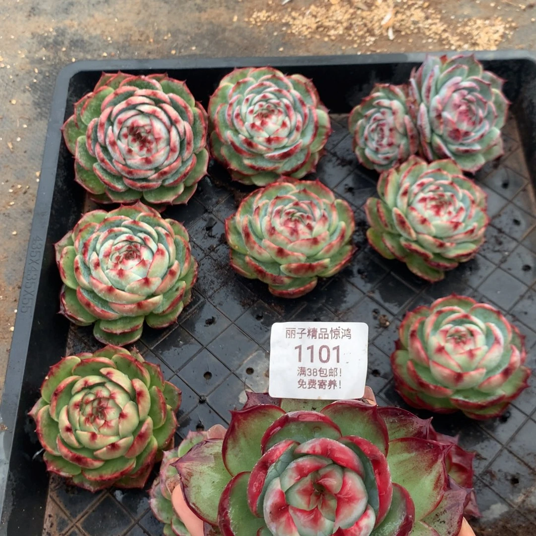 *****1101号多肉植物惊鸿9