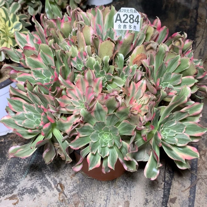 284多肉植物一物一拍