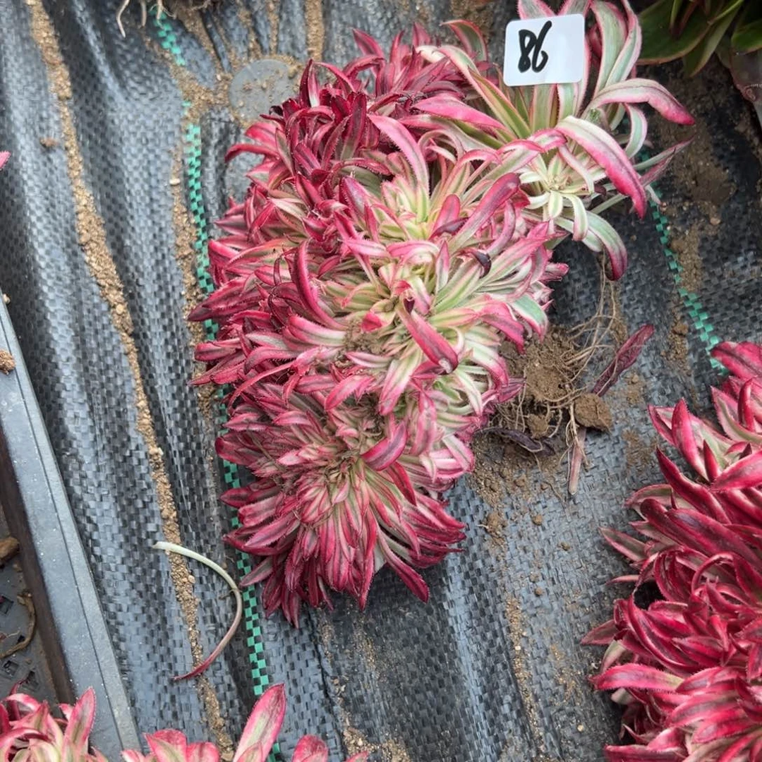 86朱雀缀多肉植物山东