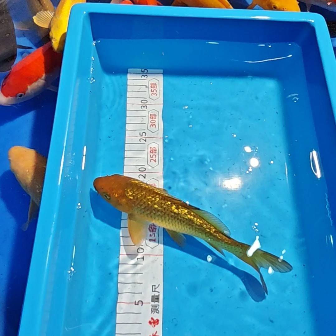 锦鲤不包邮邮费到付