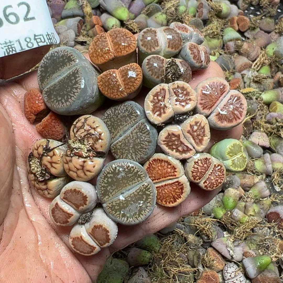 【闪购商品】 662。