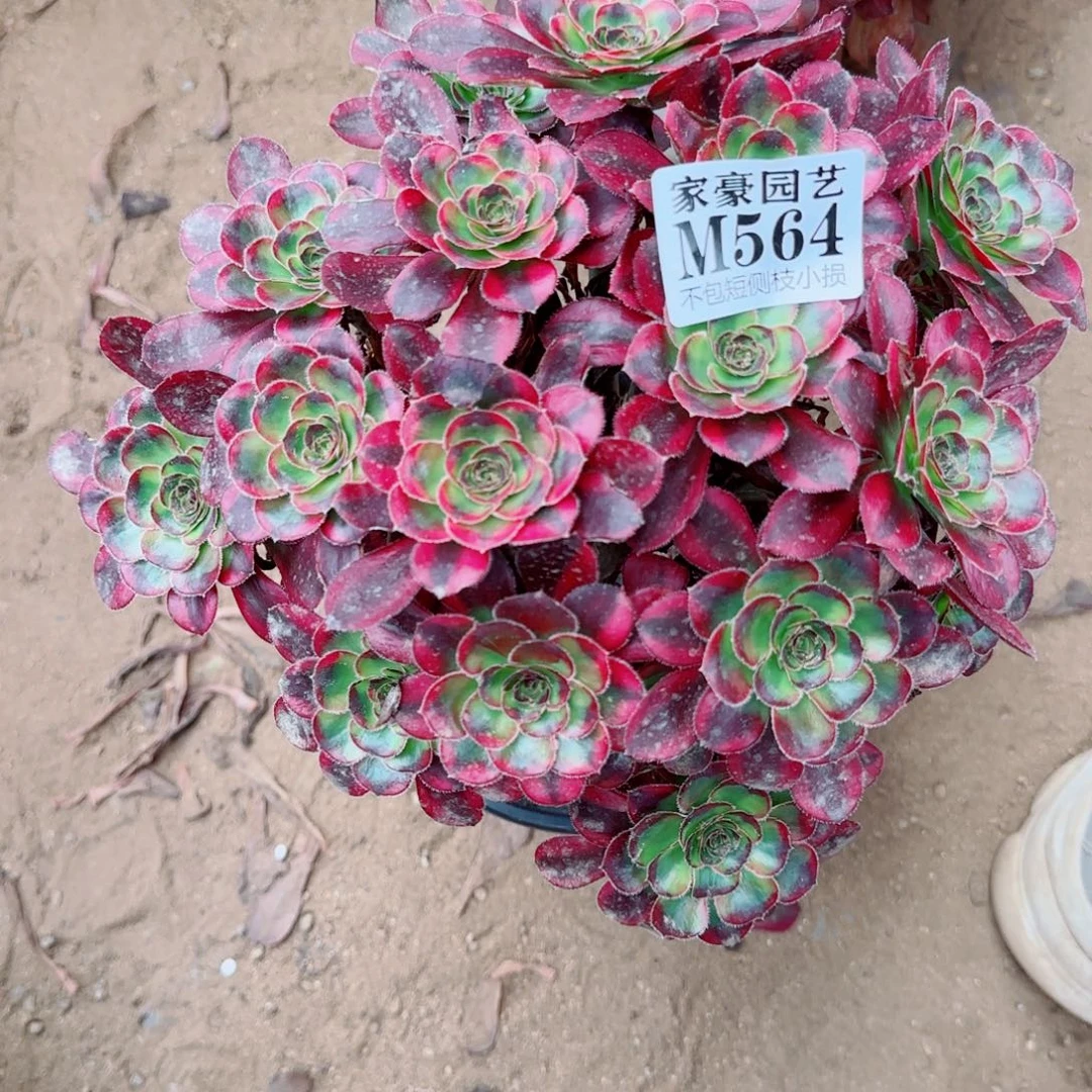 564丽娜法师冠幅22