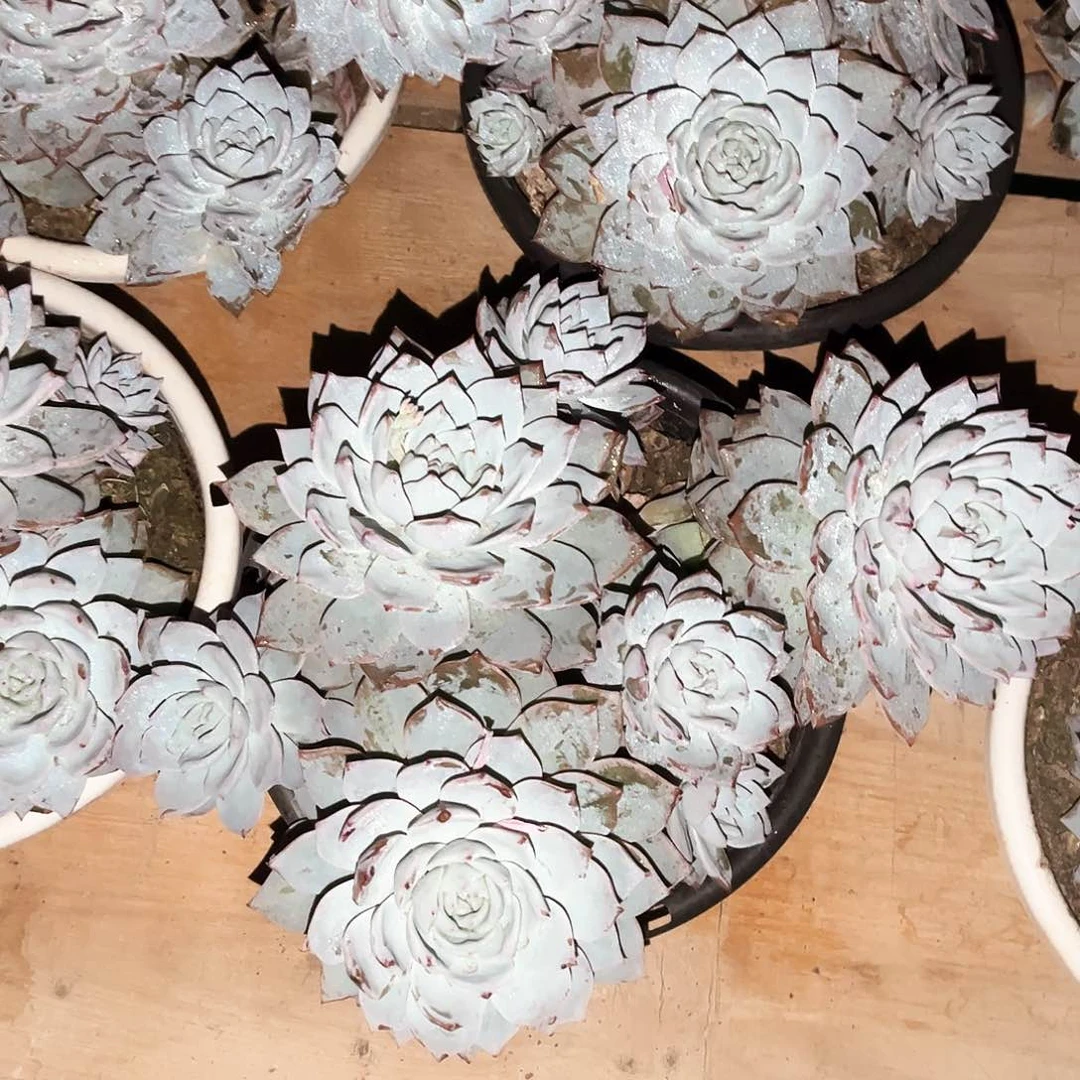 粉蓝鸟19.99多肉植物