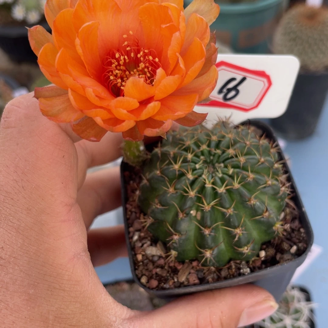 喵*16往事多肉园仙人球