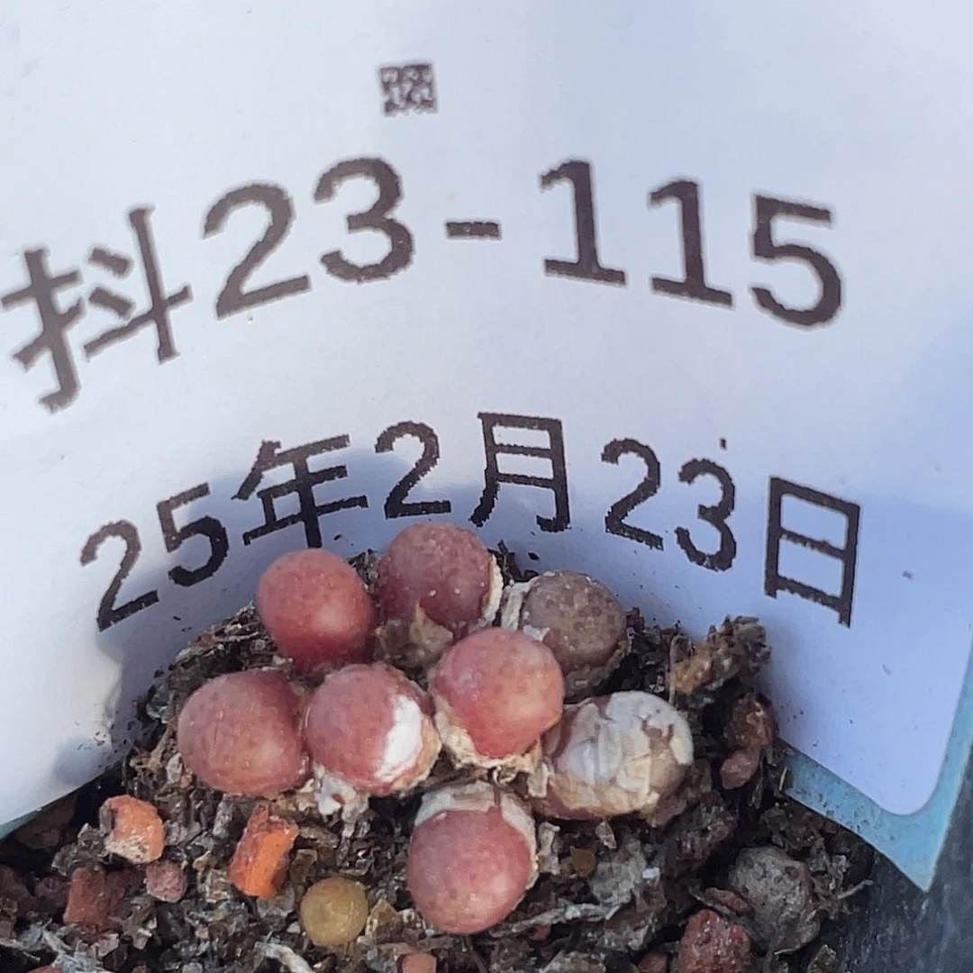 23-115猪皮多肉植物