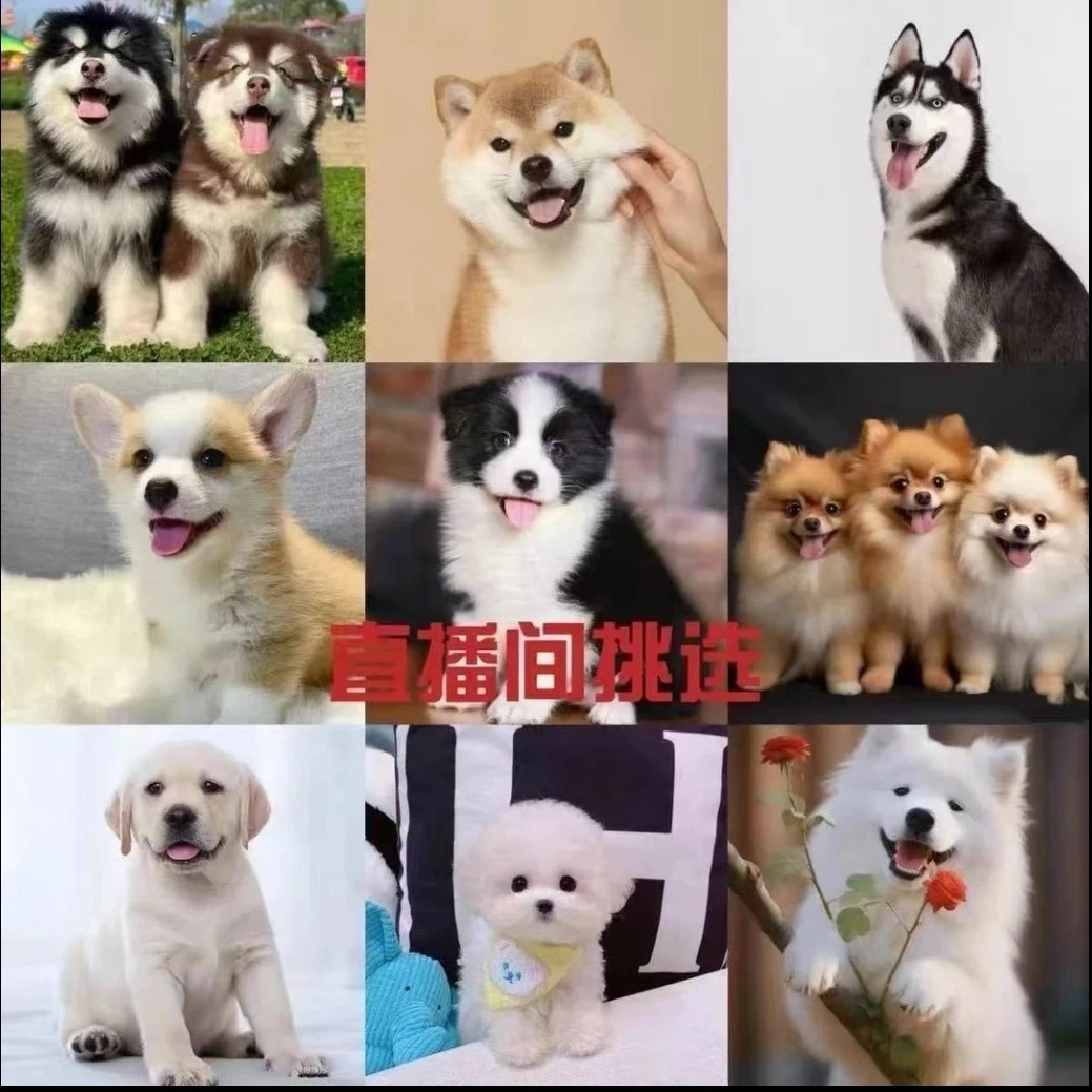 直播间博美比熊金毛拉布拉多德牧泰迪柯基边牧田园犬幼犬活物小狗