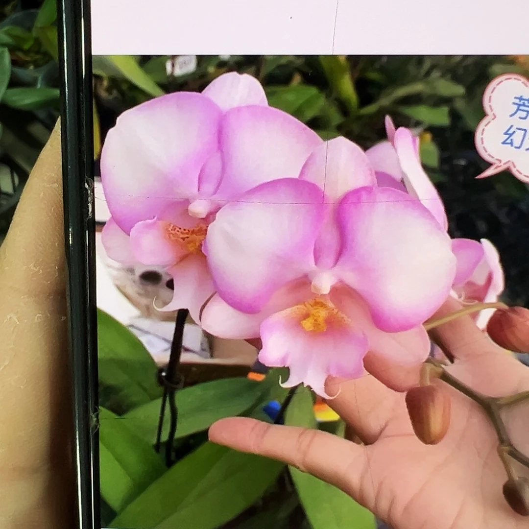 当前无花栽培后可以开花台湾梦幻婚礼浮力请凑单一颗不发货