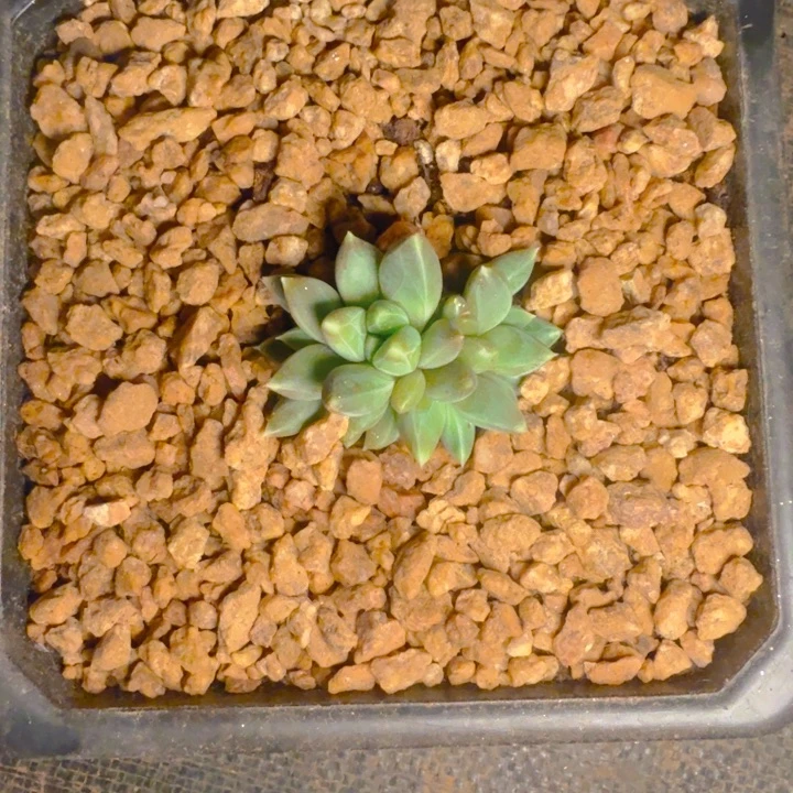 柏*柏妍寄养11111114111