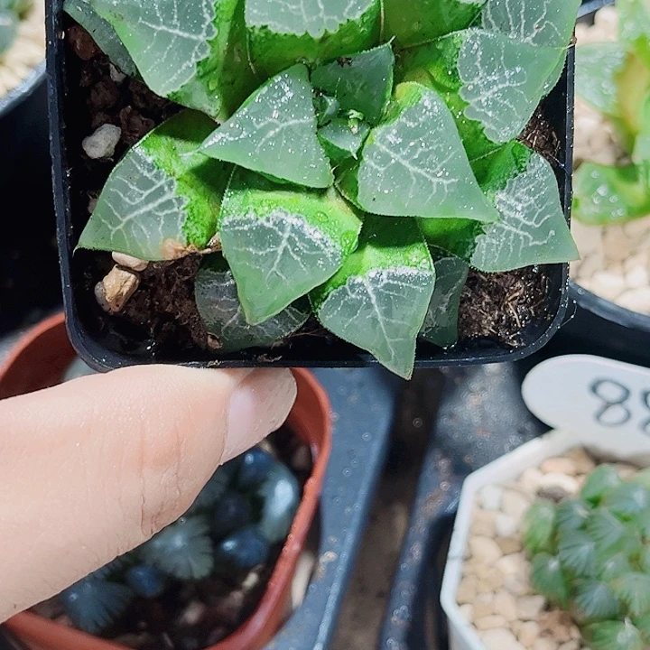木业克新手好养的