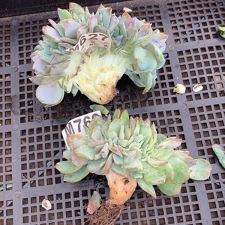 名***想白凤缀化2颗 多肉植物 9.25 号左右发