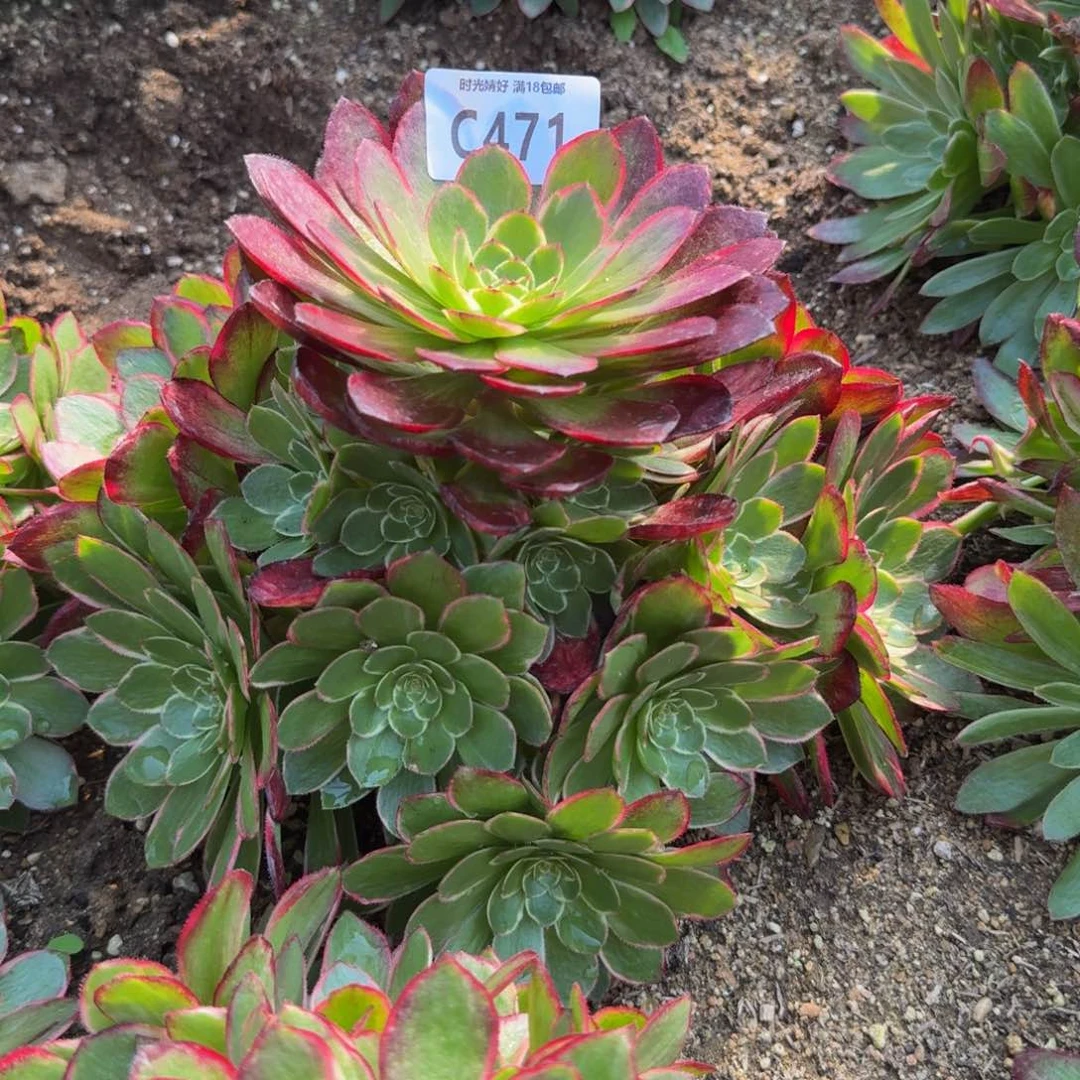 471粉花妖。多肉植物