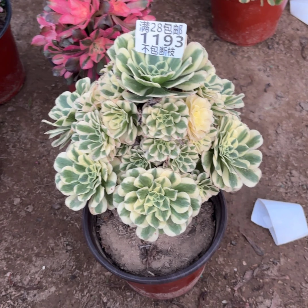 M. 1193迈巴赫多肉12233