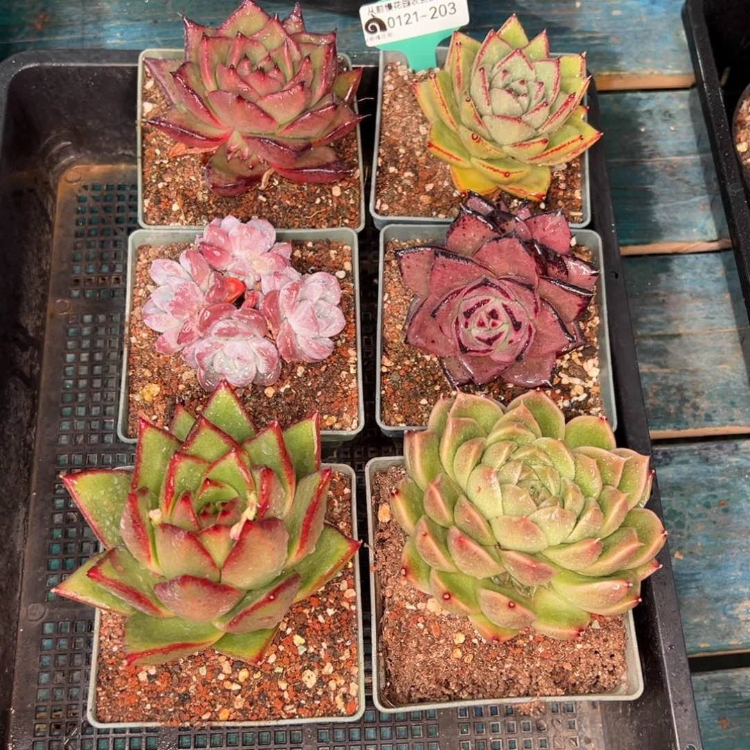 从前慢多肉精选编号0121.203