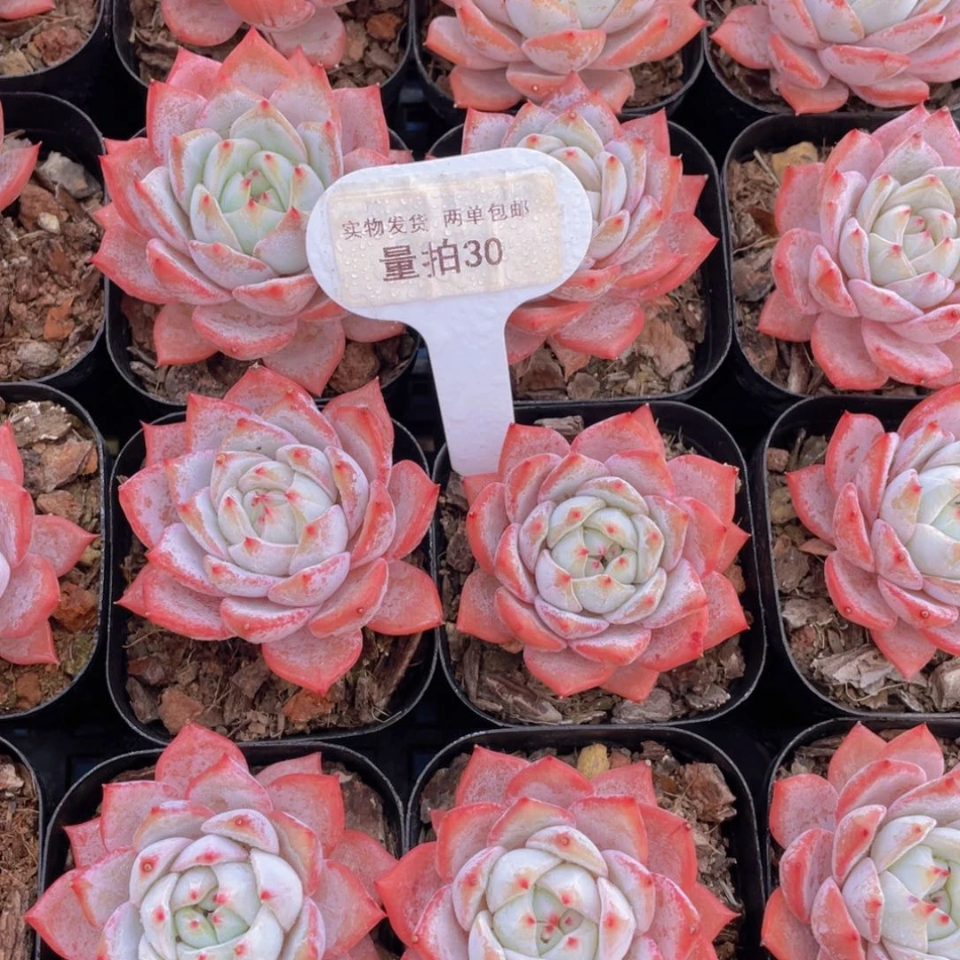 量拍30号粉体粉蓝鸟单头一个