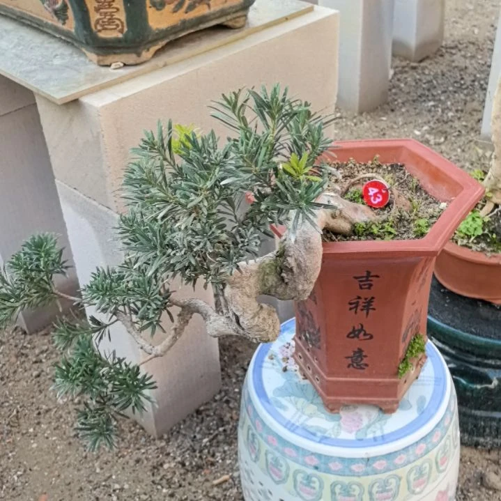 无铅玻璃阿*?罗汉松一个带盆包邮