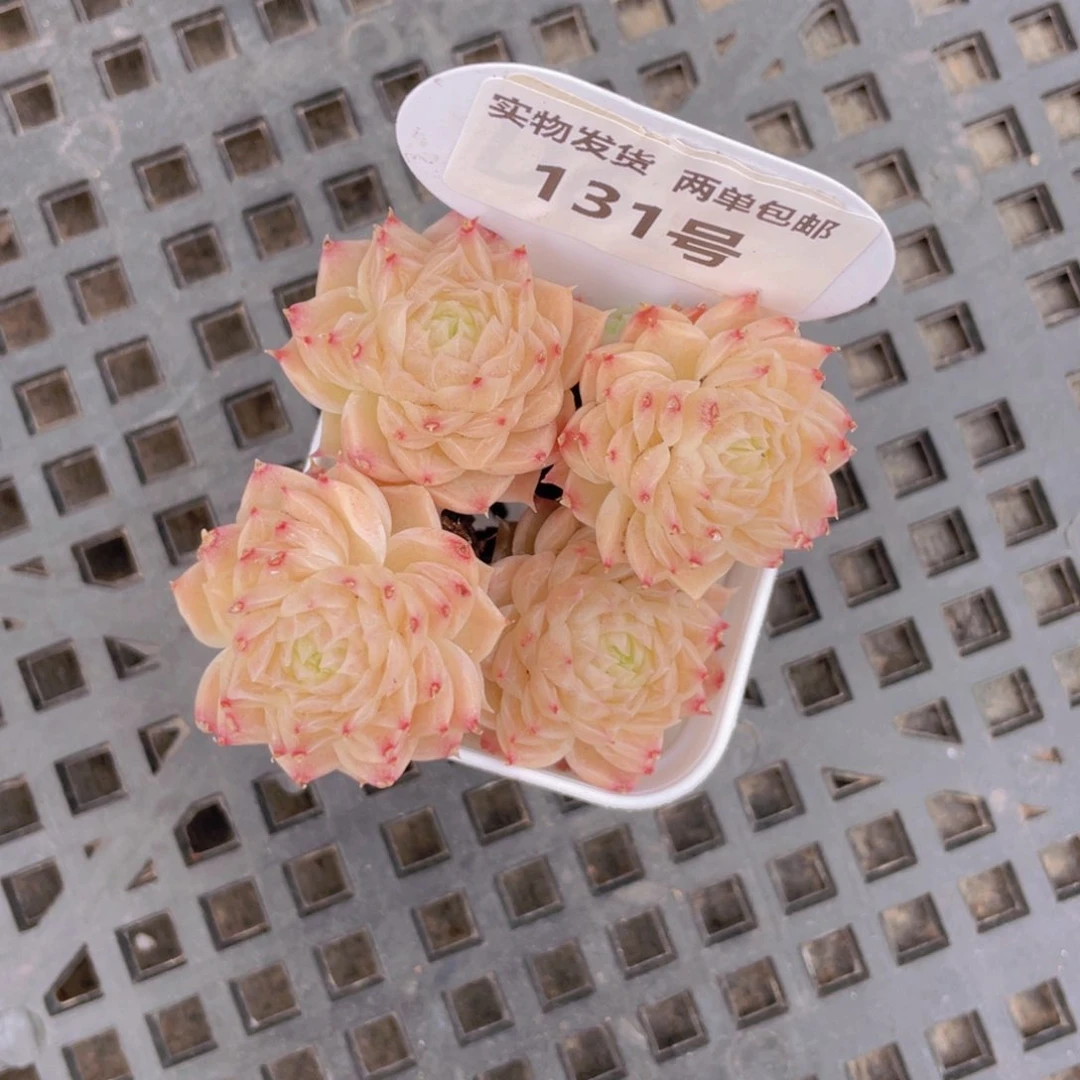 131号 麦秆单头组合四个