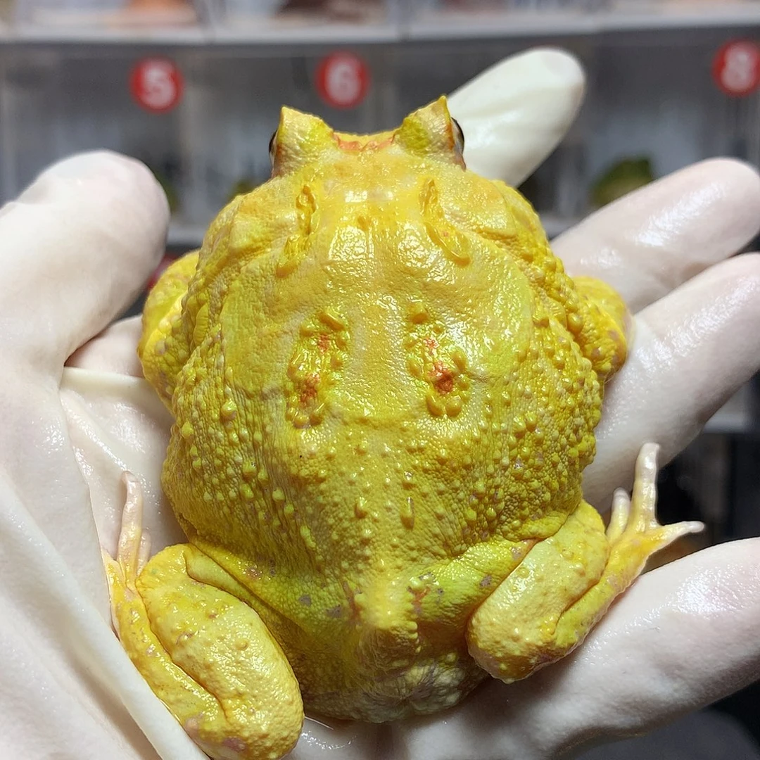 角蛙3688 活动褪纹黄金公7+