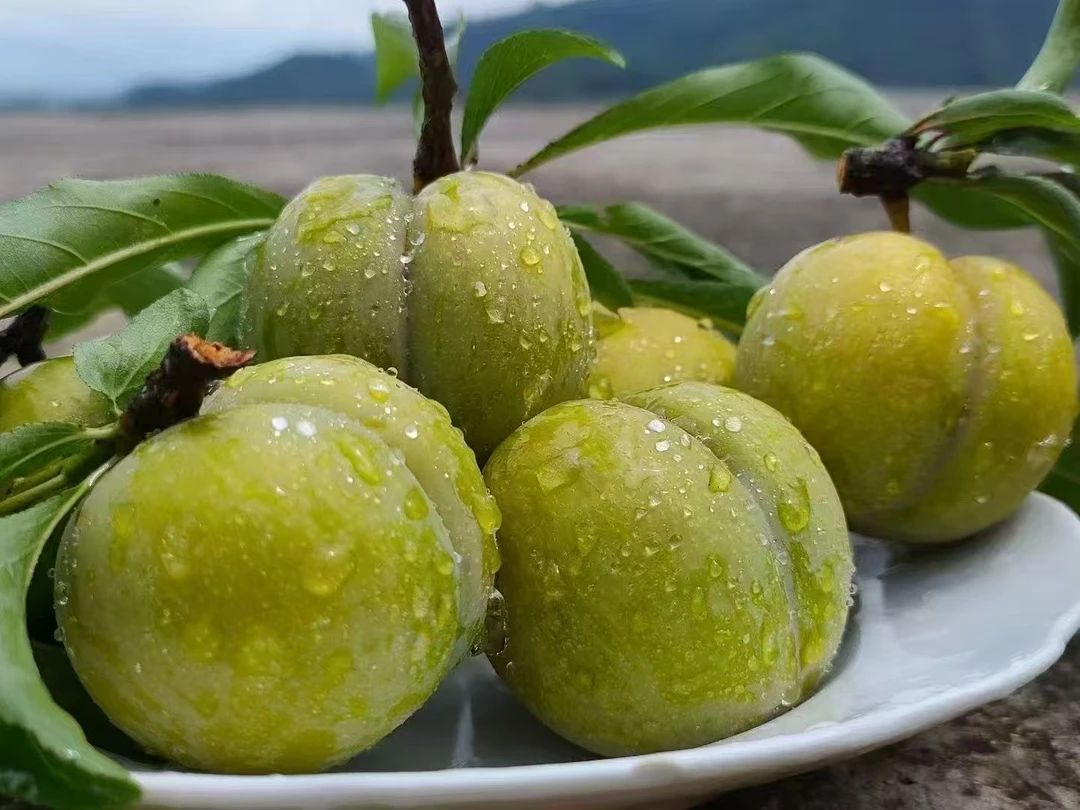 新鲜正宗六马蜂糖李
