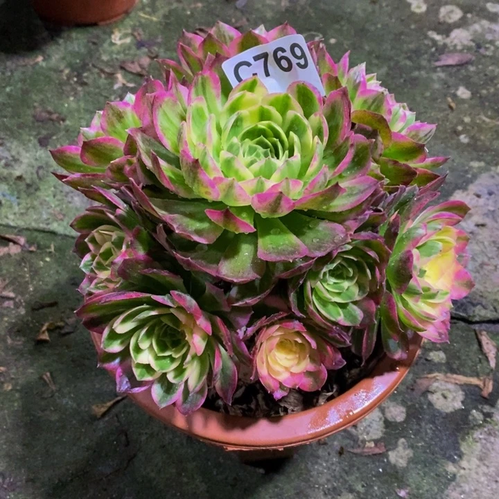 海王多肉植物769