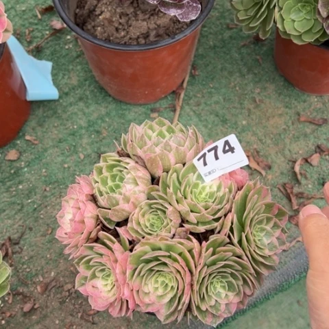 甘***丫774海王朵朵多肉，
