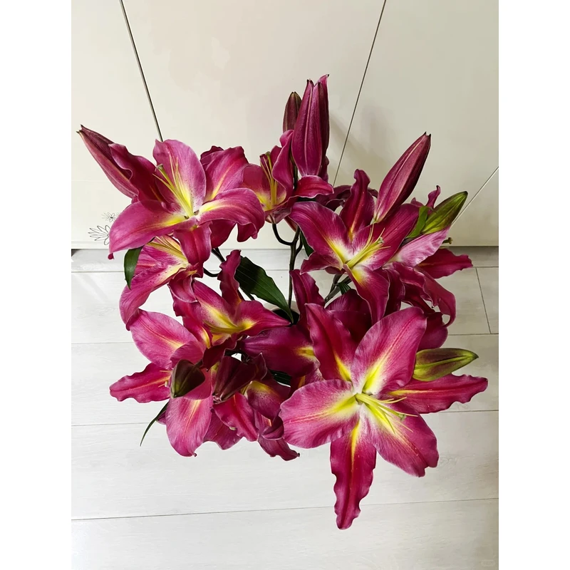 【黑凤梨】香水百合 一单包邮 云南鲜花昆明基地现采现发