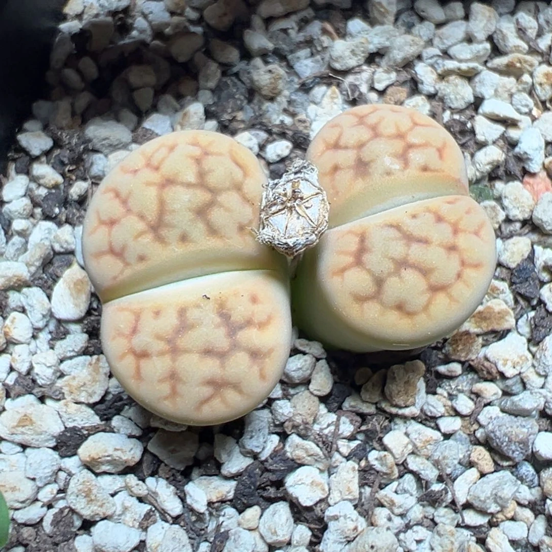 【闪购商品】 311。