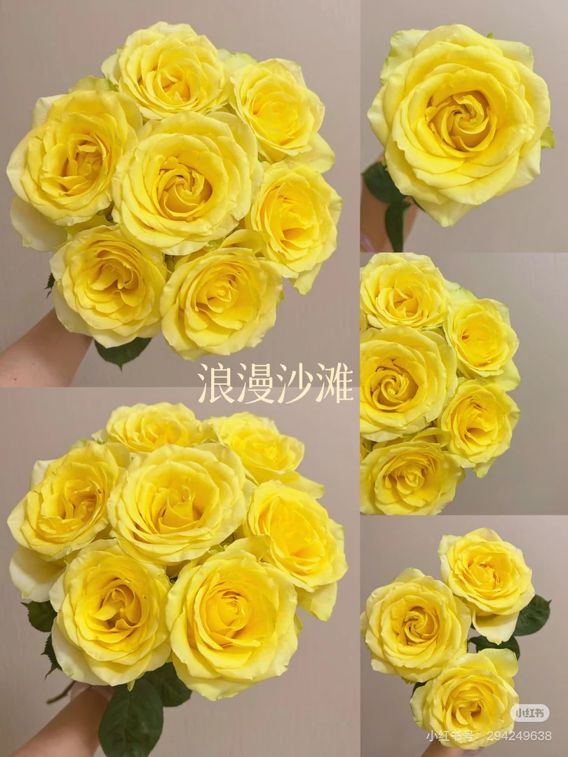 【董小姐】浪漫沙滩单头玫瑰A级鲜花云南直发顺丰包邮