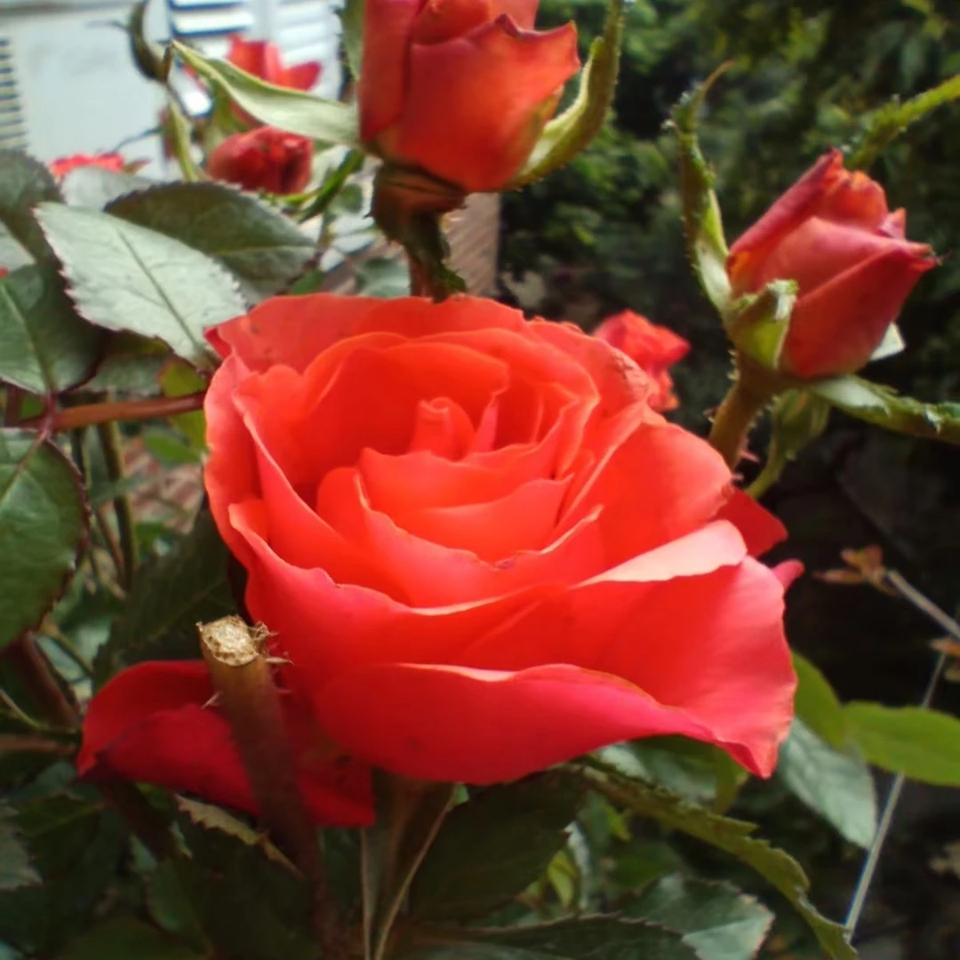 【夕阳果冻】月季玫瑰花玫瑰丰花勤花阳台庭院四季开花绿植盆栽
